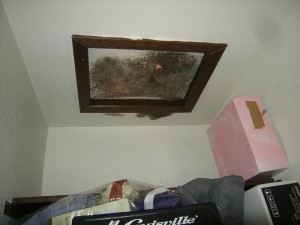 Mildew on attic Hatch